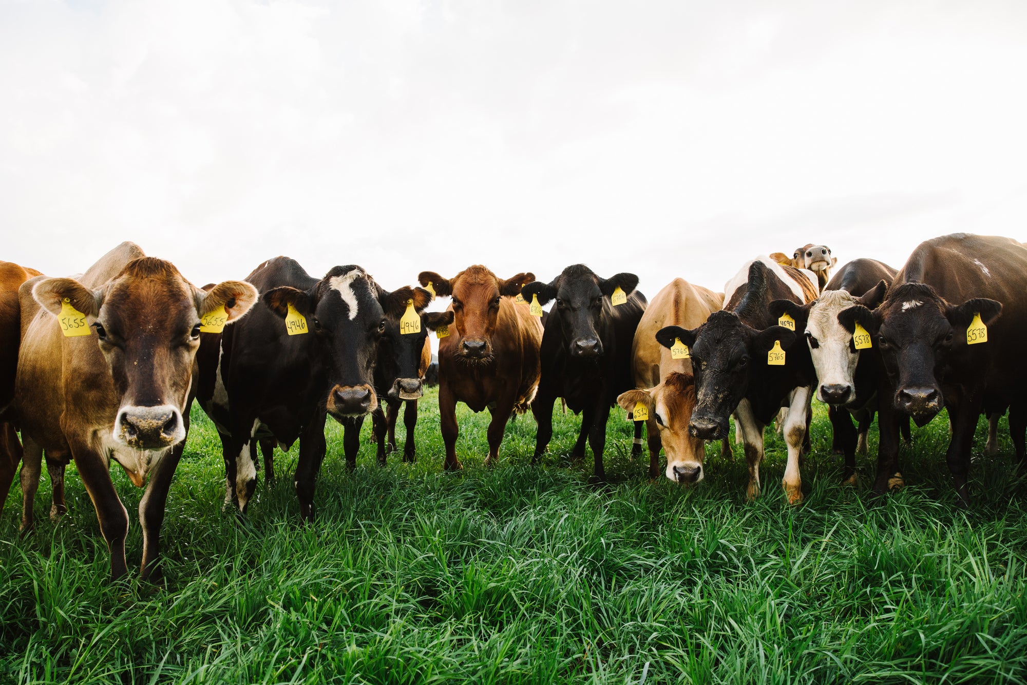 A herd of cows looking at the camera. 