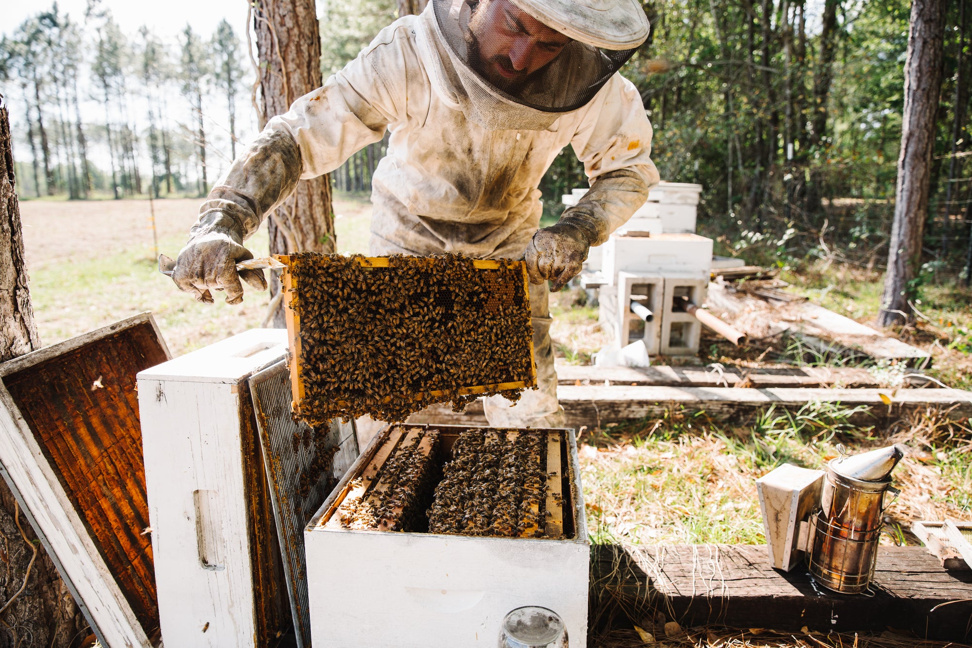 A beekeeper checking the bee hives. 