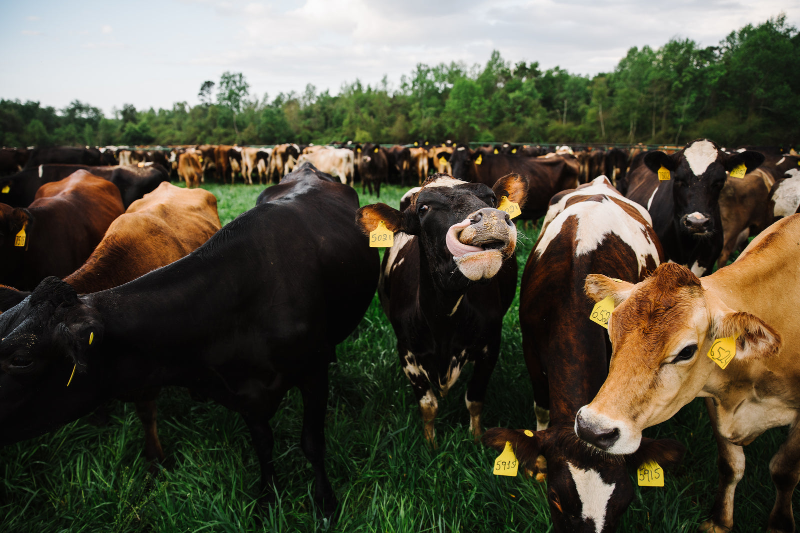 Cows enjoying themselves in a pasture. 