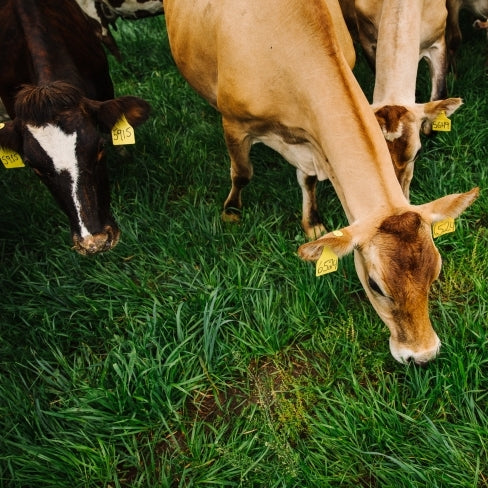 Cows grazing on green grass. 